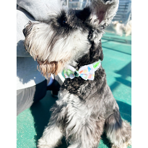 生徒が撮影したモデル犬写真③